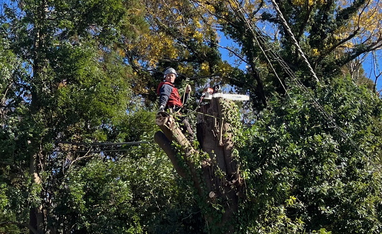 千葉県　伐採工事　伐採作業　木登り　特殊伐採