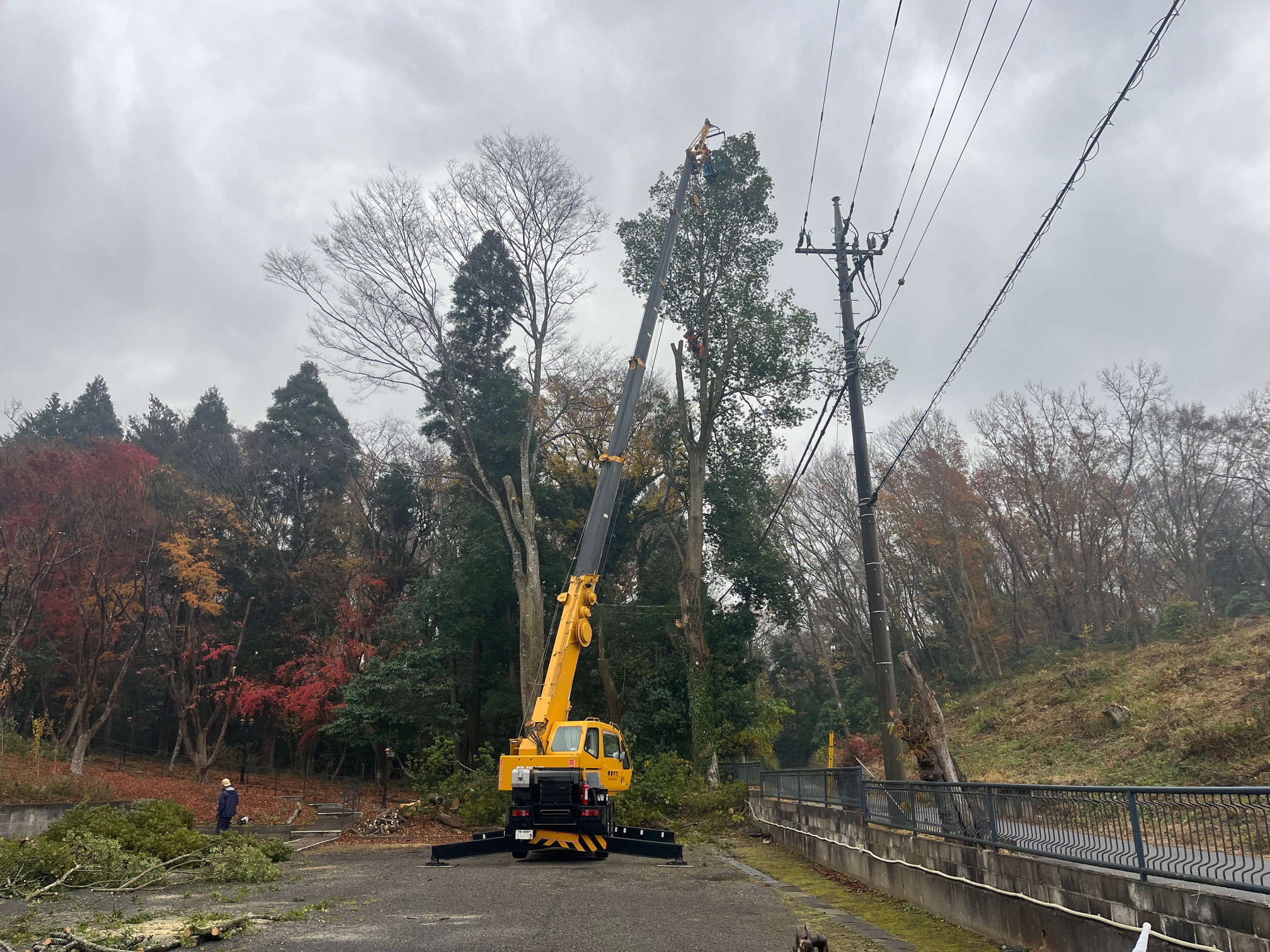 千葉　特殊伐採　伐採工事　伐採　伐採作業